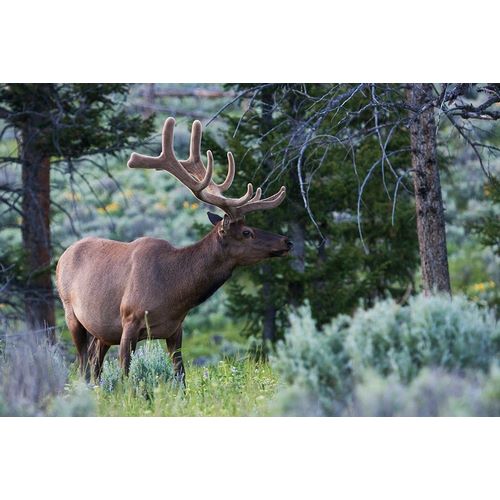 Rocky Mountain Bull Elk-Spring Velvet Antlers